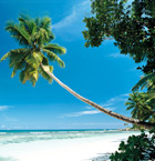 palmieri-palmier-nisip-cer-senin-peisaje-mare-exotic-calatorie-vacanta