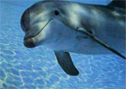 zambet delfin